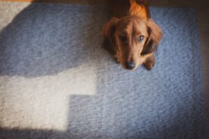 A Beginner’s Guide to Pet Nutrition