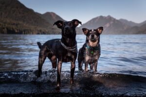 A Guide to Pet-Friendly Travel Destinations