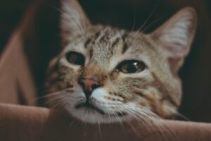 Adopting a Pet What You Need to Know Before You Commit