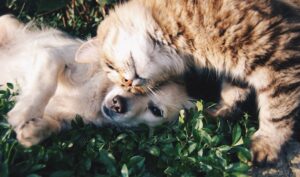 Choosing the Perfect Pet for Your Family