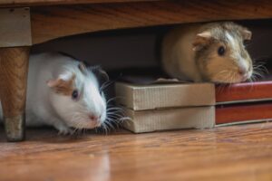 Common Health Issues in Pets and How to Prevent Them