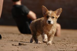 Creating a Pet-Friendly Environment Tips for a Safe Home