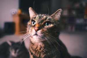 Dealing with Pet Separation Anxiety