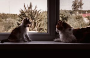 Essential Pet Products You Didn’t Know You Needed