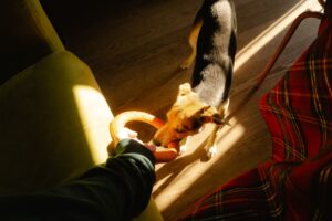 How to Build a Bond with Your Pet