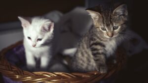How to Create a Perfect Pet Routine