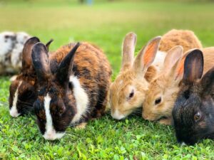 How to Introduce Your Pet to a New Home