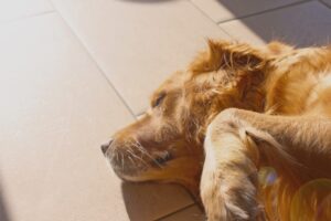 How to Keep Your Pet Healthy A Comprehensive Guide