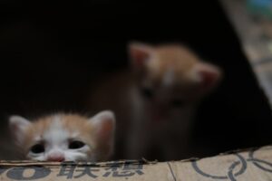 How to Manage Pet Allergies Tips for Living with Sensitive Pets