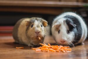 How to Travel with Your Pet Tips for a Smooth Journey