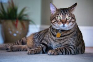 Pet Grooming Best Practices for Every Type of Animal