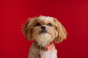 Pet Nutrition 101 Feeding for Health and Happiness