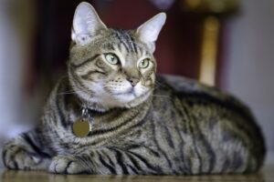 Pet Nutrition How to Feed Your Pet the Best Diet