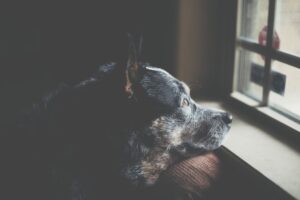 Pet Nutrition What You Should Be Feeding Your Furry Friend