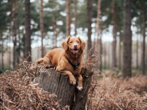 Pets and Mental Health How Animals Can Improve Your Well-being