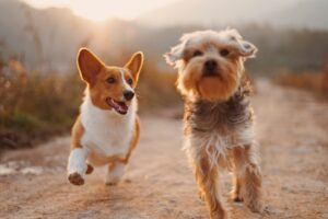Signs Your Pet May Be Sick (And What to Do About It)