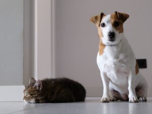 The Benefits of Having a Pet in Your Home