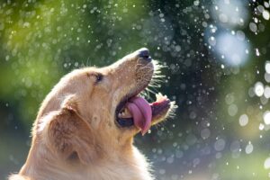 The Best Pet-Friendly Vacation Spots Around the World