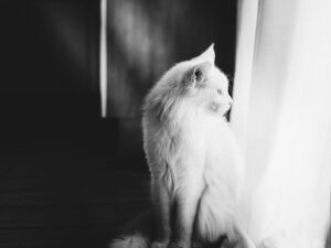 The Best Pets for Apartments Small, Quiet, and Happy
