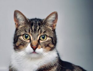 The Emotional Benefits of Having a Pet