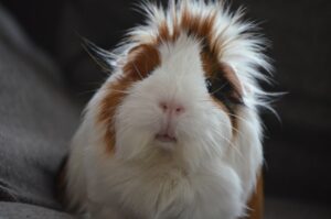 The Emotional Bond Between Pets and Their Owners