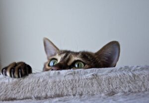 The Pet Diet Dilemma What to Feed and What to Avoid