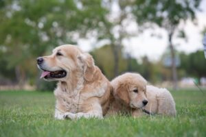 The Science Behind Pet Attachment Why We Love Our Animals