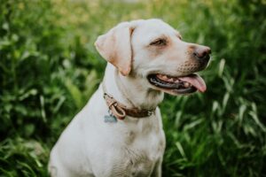 The Secret Life of Pets What They Do When You're Not Around