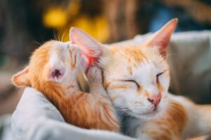 Traveling with Your Pet Tips for a Stress-Free Trip